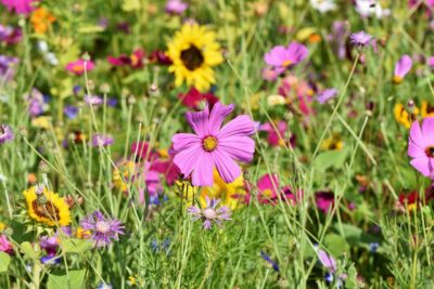 3 easy steps to create a wildflower meadow